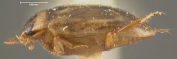 Media type: image;   Entomology 23901 Aspect: habitus lateral view
